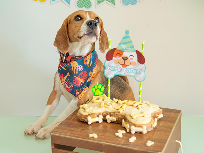 PASTEL CUMPLEAÑOS 750 gr - Pet Brunch Desarrollo