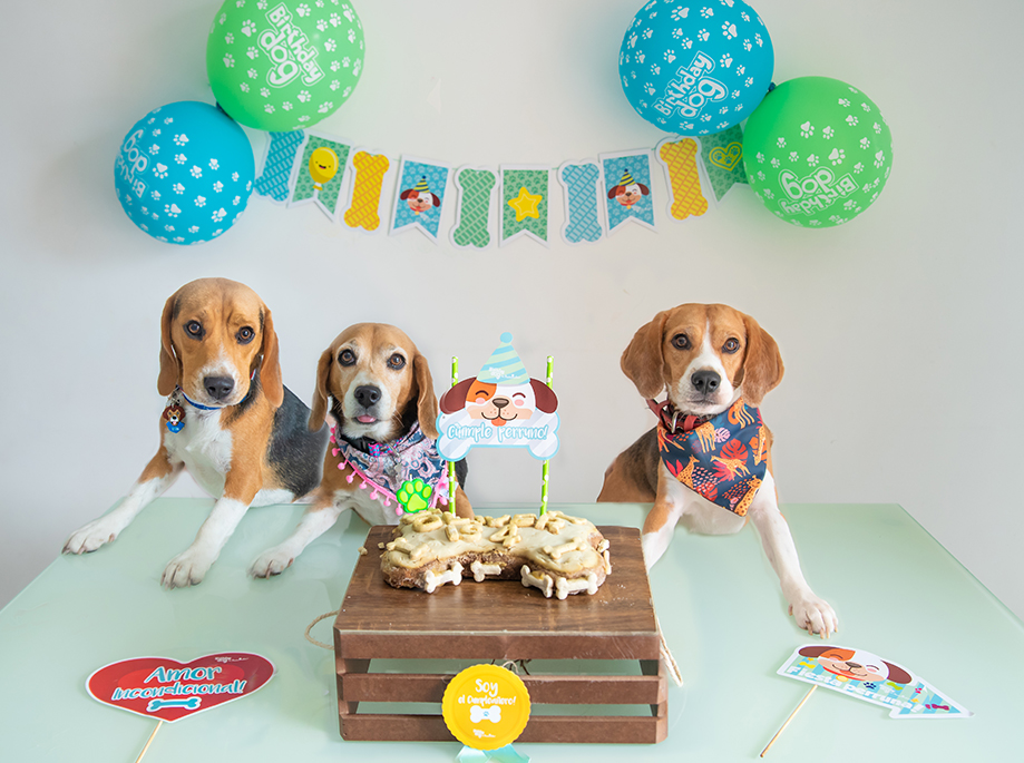 KIT CUMPLEAÑOS  - Pet Brunch Desarrollo