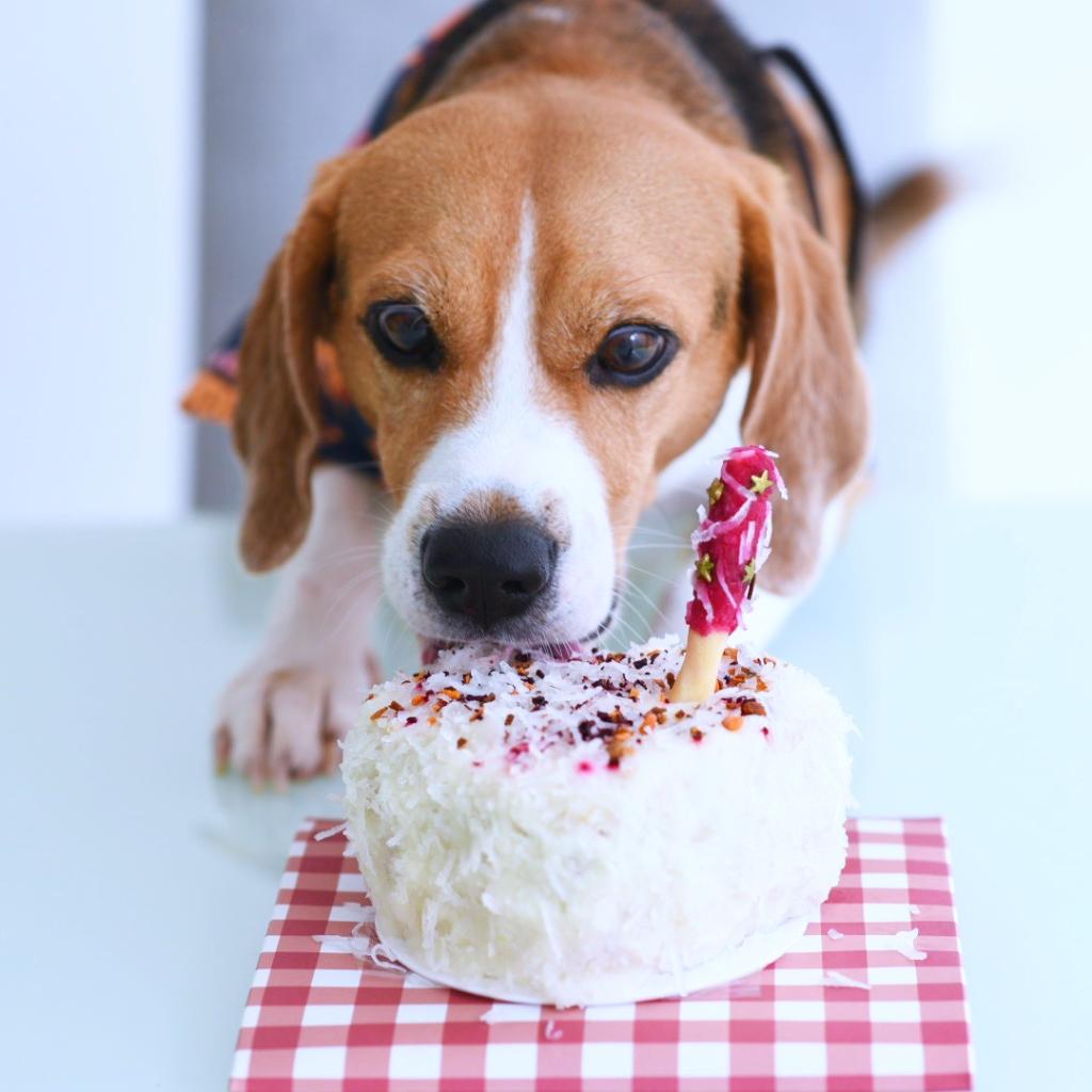 TORTA DEL CHEF COMBINACIONES handy pandy_4