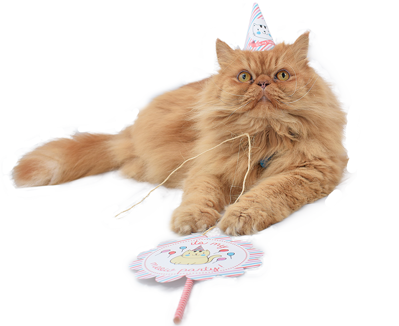 BANDERÍN PASTEL GATO_2